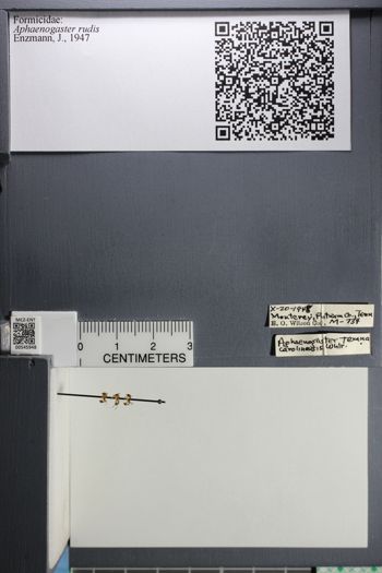 Media type: image;   Entomology 545948
